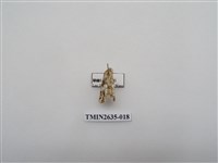 藏品(尺蛾162)的圖片